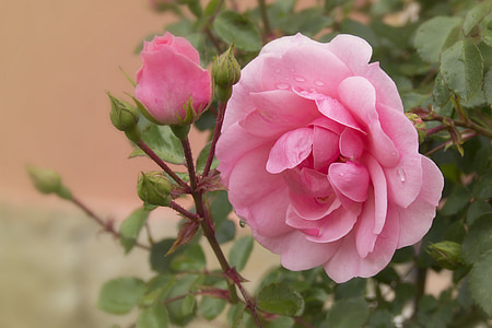 selective focus photo of pink petaled flowers thumbnail