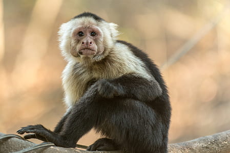 Photography of Gray and Black Monkey thumbnail