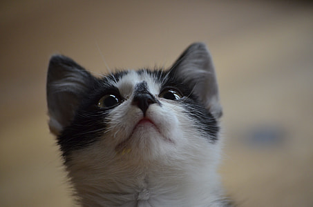short-coated white and black cat thumbnail