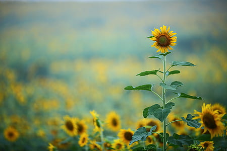 selective focus photograph of sunflower field thumbnail