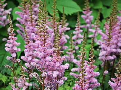 pink cluster flowers closeup photography at daytime thumbnail