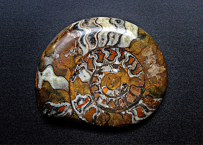 brown and white seashell thumbnail
