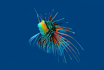 green, orange, and blue fantail fish thumbnail