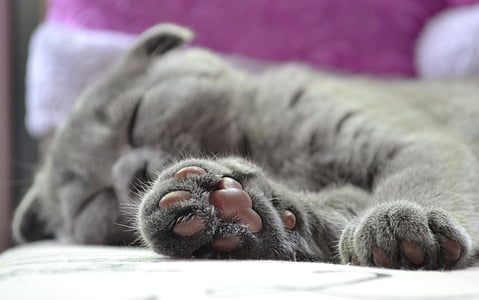 selective photography of gray cat thumbnail