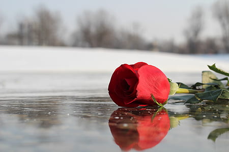 shallow focus photography of red rose thumbnail