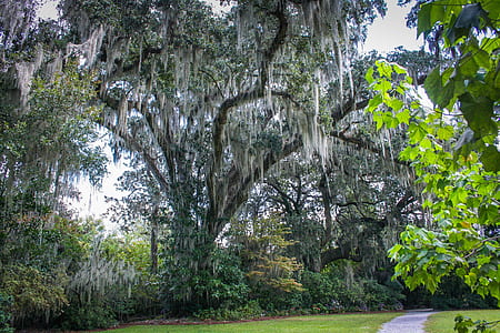 man's eye view of trees thumbnail