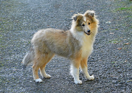 adult sable collie stands on concrete pavement outdoor thumbnail