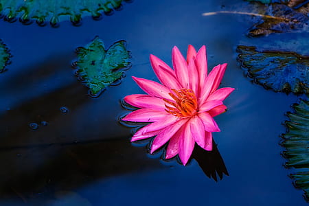 red petaled flower on body of water near lillypad thumbnail