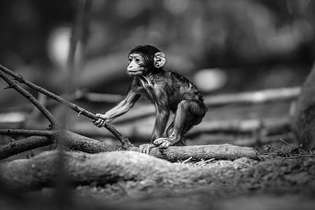 monkey on ground thumbnail