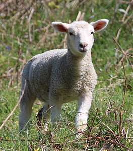 photo of white lamb thumbnail