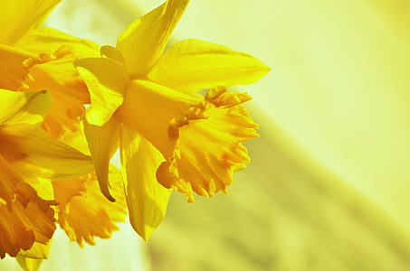yellow petaled orchid flower close up photography thumbnail