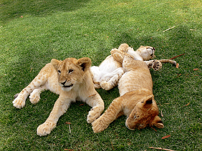three tiger cubs laying on green grass field thumbnail