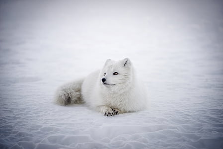 white animal prone lying on snowfield thumbnail