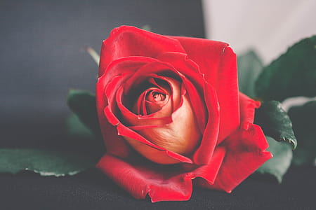Shallow Focus Photography of Red Flower thumbnail