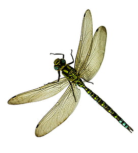 green and black dragonfly thumbnail