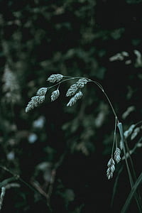 selective focus photo of green grass thumbnail