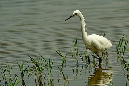 white bird walking on shallow water during daytime thumbnail