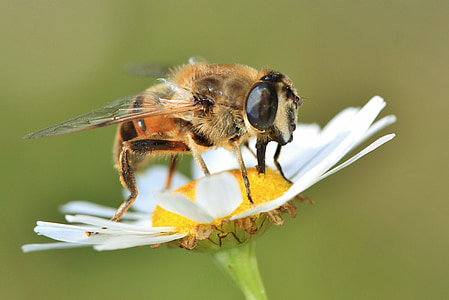 bee on white daisy flower close-up photo thumbnail