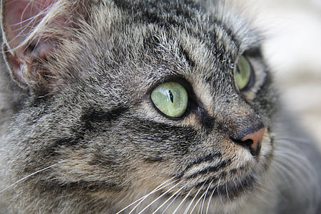 close-up photography of gray tabby cat thumbnail
