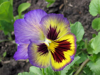 close-up photography of yellow and purple pansy thumbnail