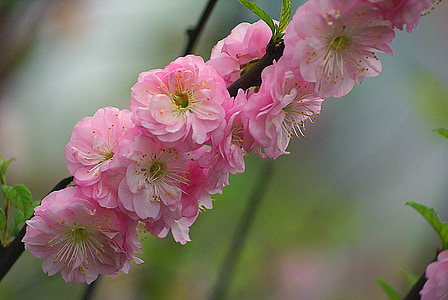 macro photography of pink flower during daytime thumbnail