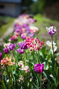 Close Up Photography of Purple and Pink Petaled Flowers thumbnail