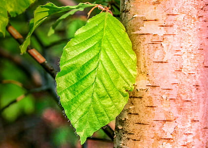 green leaf beside brown tree thumbnail