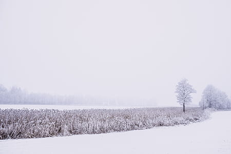 brown grass covered with snow thumbnail