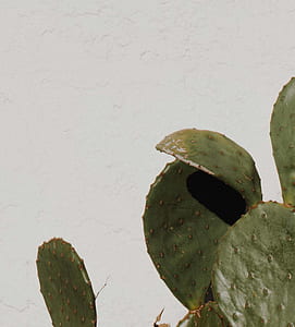 flat cactus near white paint thumbnail