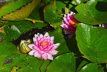 two pink water lilies floating in body of water thumbnail