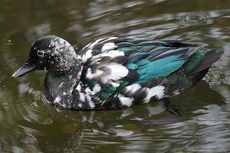 duck swimming on water thumbnail