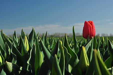 macro photography of red tulip flower thumbnail
