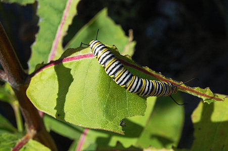 Caterpillar, Milk Thistle thumbnail