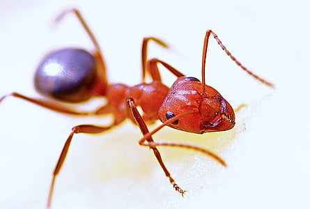 red and black ant thumbnail