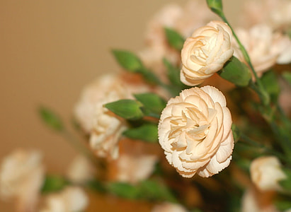 shallow focus photography of brown flowers with green leaves thumbnail