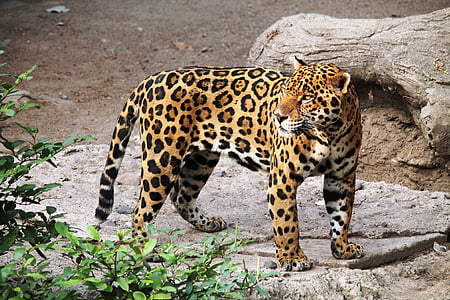 black and brown cheetah standing near green leaf plant thumbnail