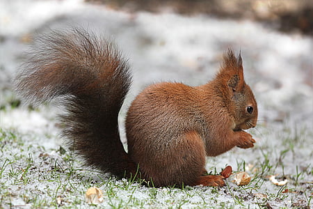wildlife photography of brown rodent thumbnail