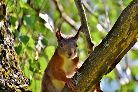 brown squirrel on top of tree branch thumbnail