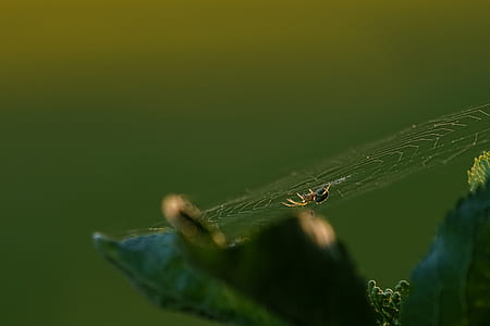 brown spider on cobweb selective focus photography thumbnail