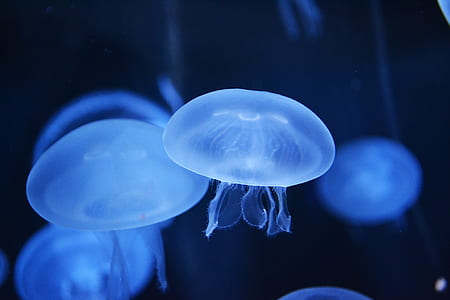 micro photography of jelly fish thumbnail
