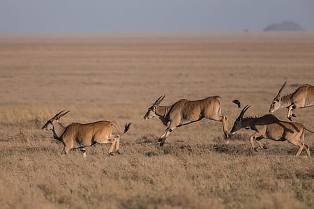 herd of antelope running thumbnail