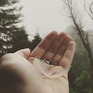 Person Holding White Feather Near Trees Under Cloudy Sky thumbnail