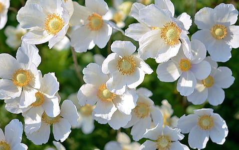 white-and-yellow flowers thumbnail