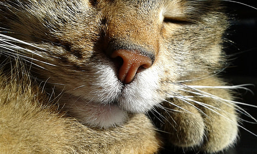 closeup photo of gray cat thumbnail