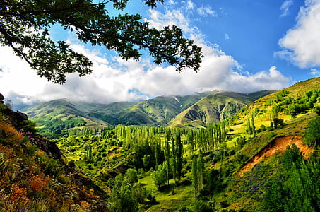 mountains cover by trees during daytime thumbnail