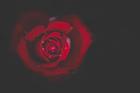 close up photography of red rose thumbnail