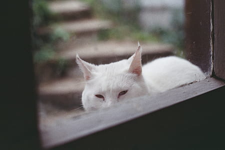 white cat behind clear glass window thumbnail