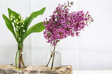 green and purple plant in glass vases thumbnail