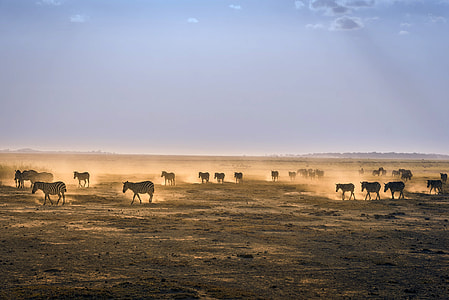 Zebras on the plains of Amboseii National Park, Kenya thumbnail