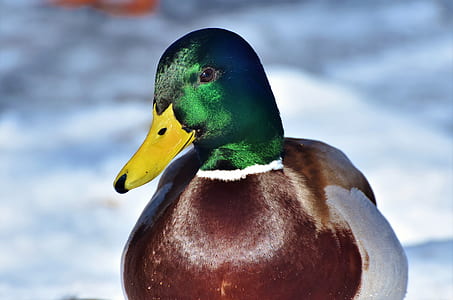 male mallard duck on snow thumbnail